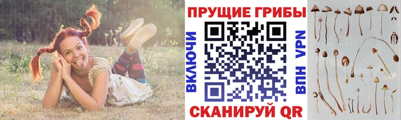 даркнет сайт  mega рабочий сайт  Галлюциногенные грибы Cubensis  Королёв 